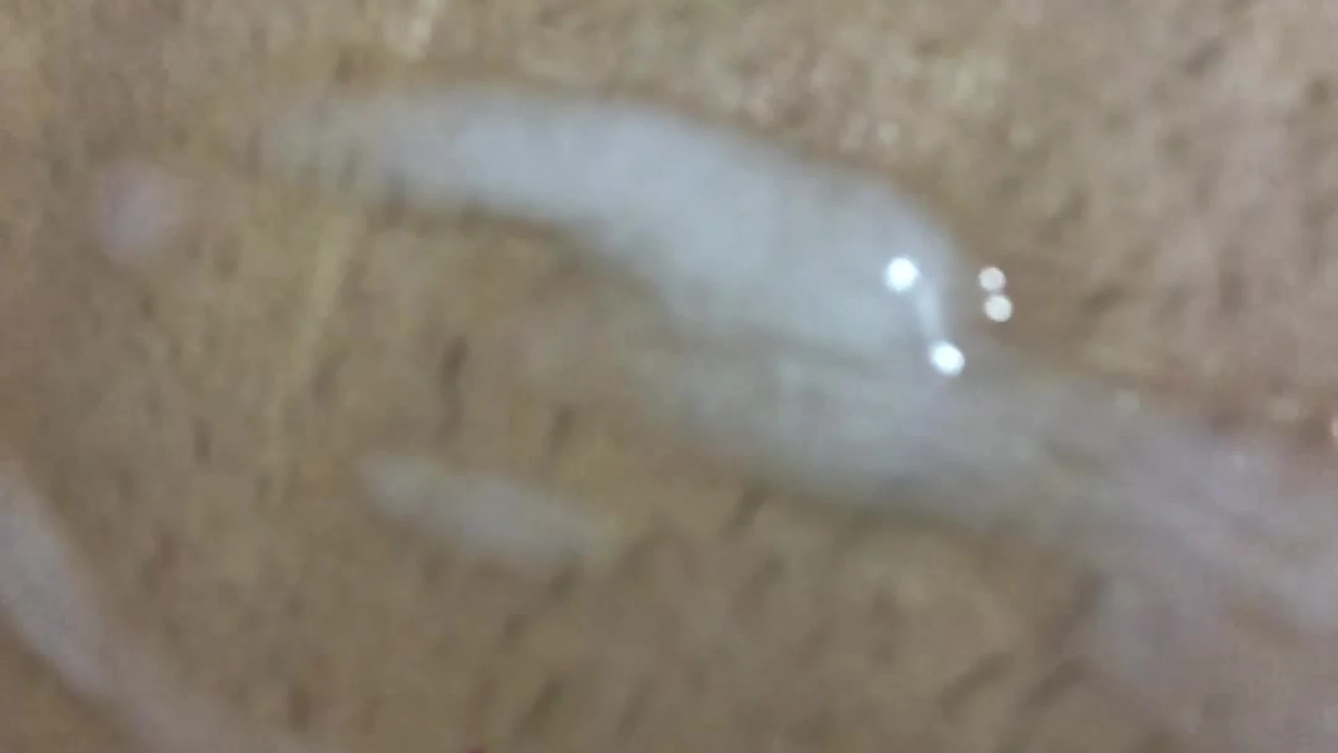 hot Chiseled jakubstefano sex leak VIDFULL Exposed